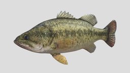 Fish Bass