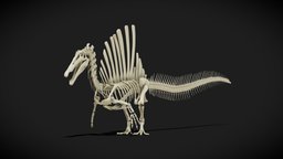 Spinosaurus skeleton