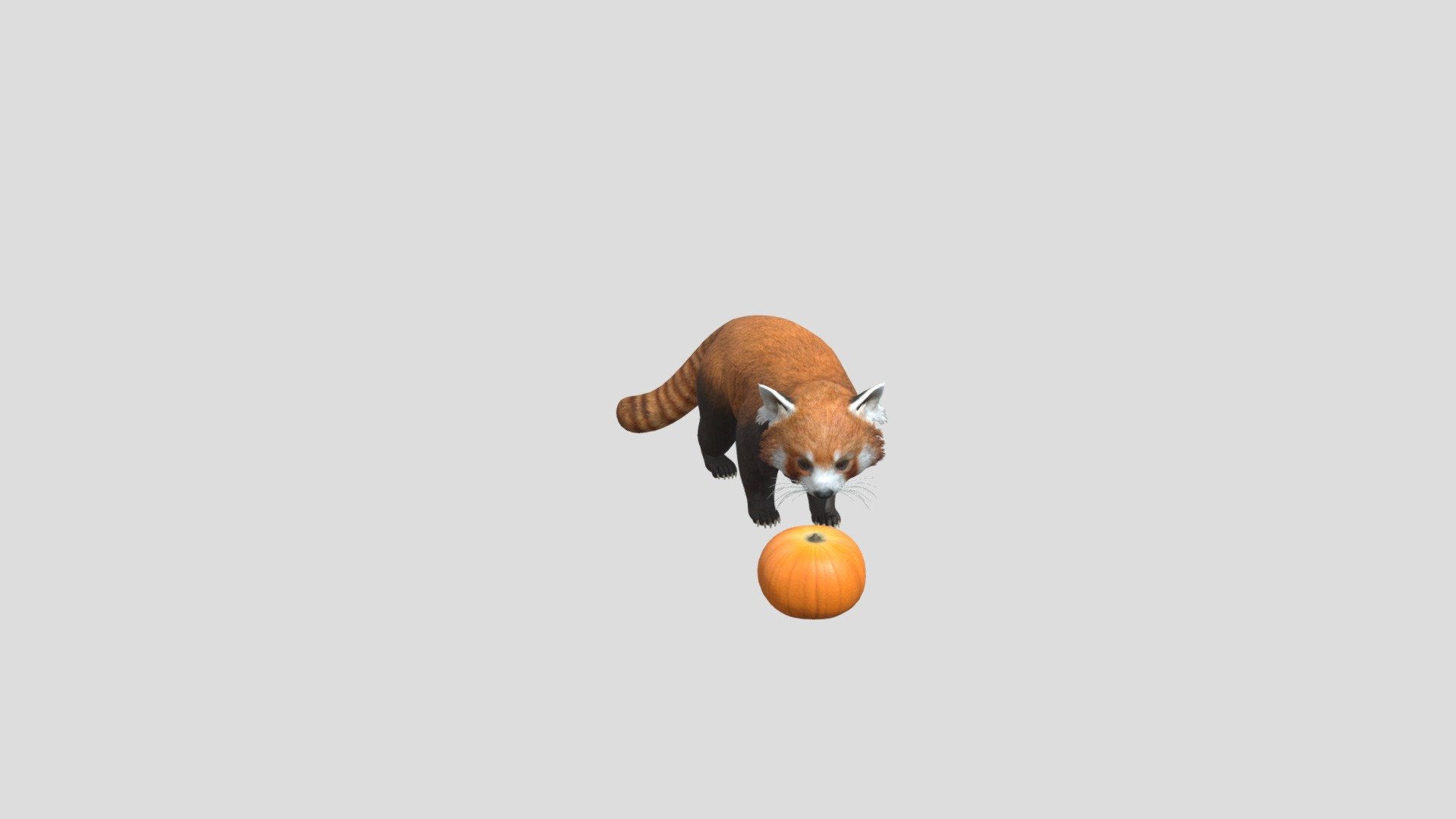 Red Panda 3d model