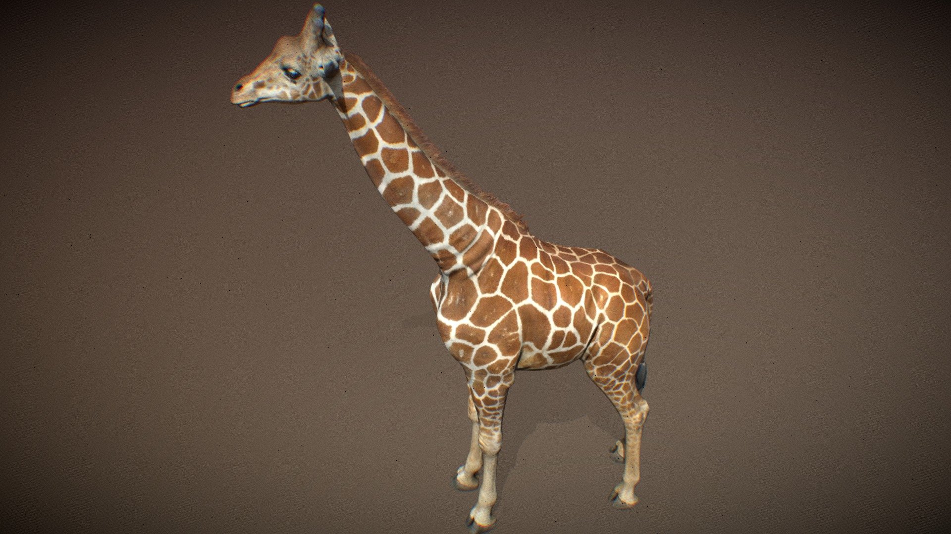 Animalia 3d model