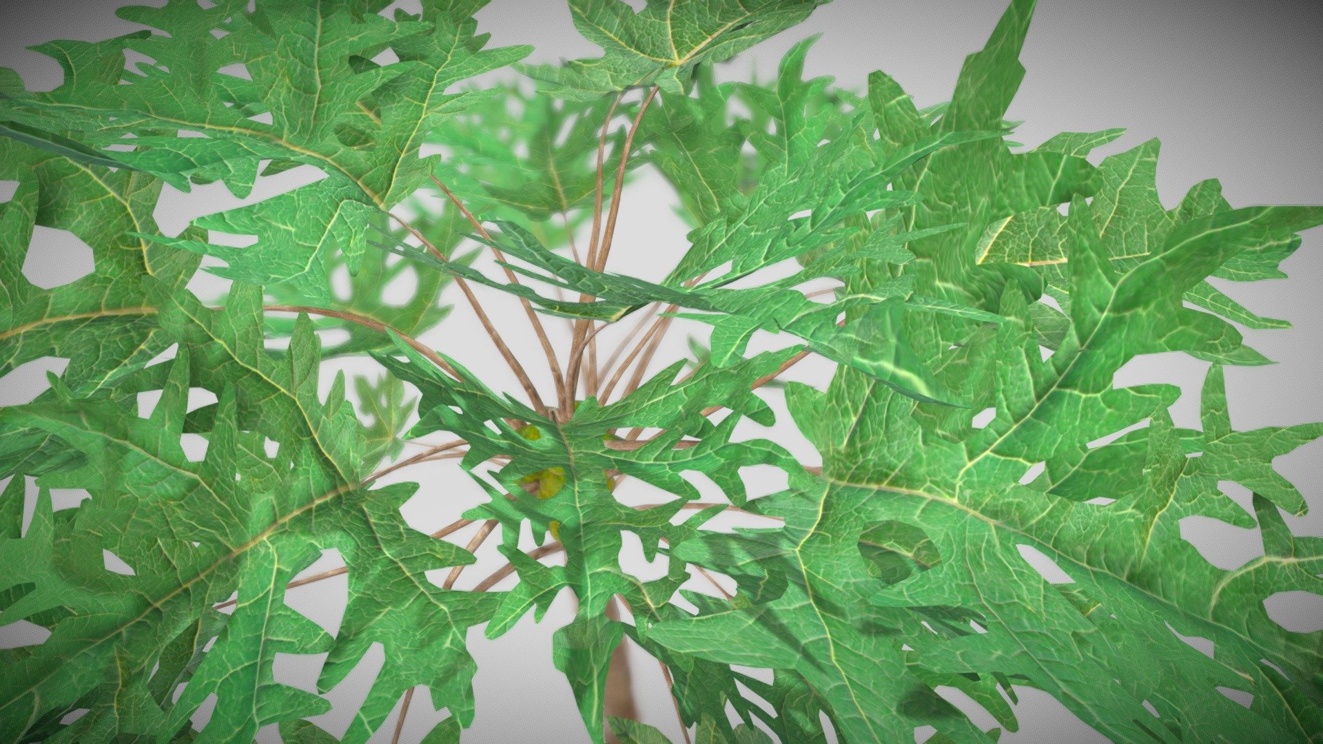 3D Papaya Tree 3d model