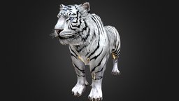 White Tiger