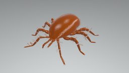 Tropilaelaps Mite