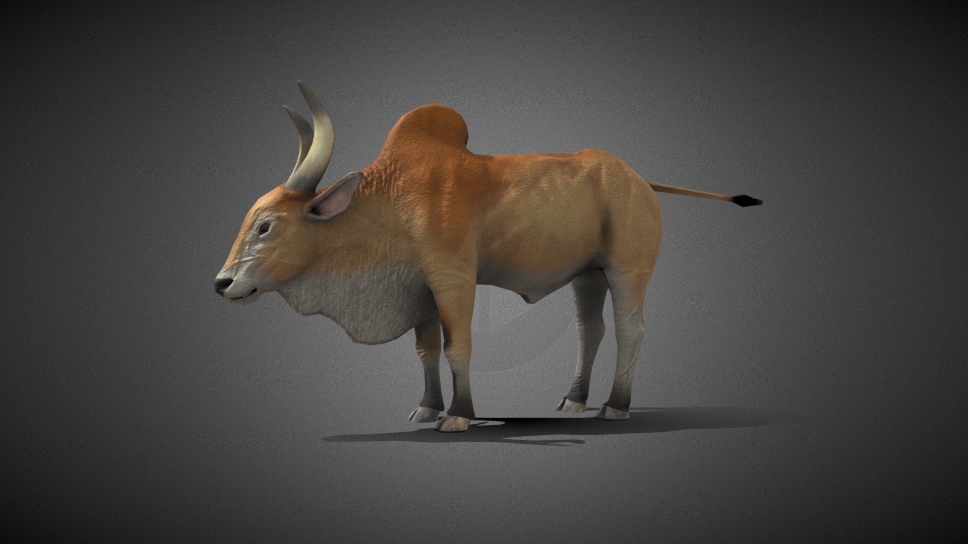 Indian Bull 3d model