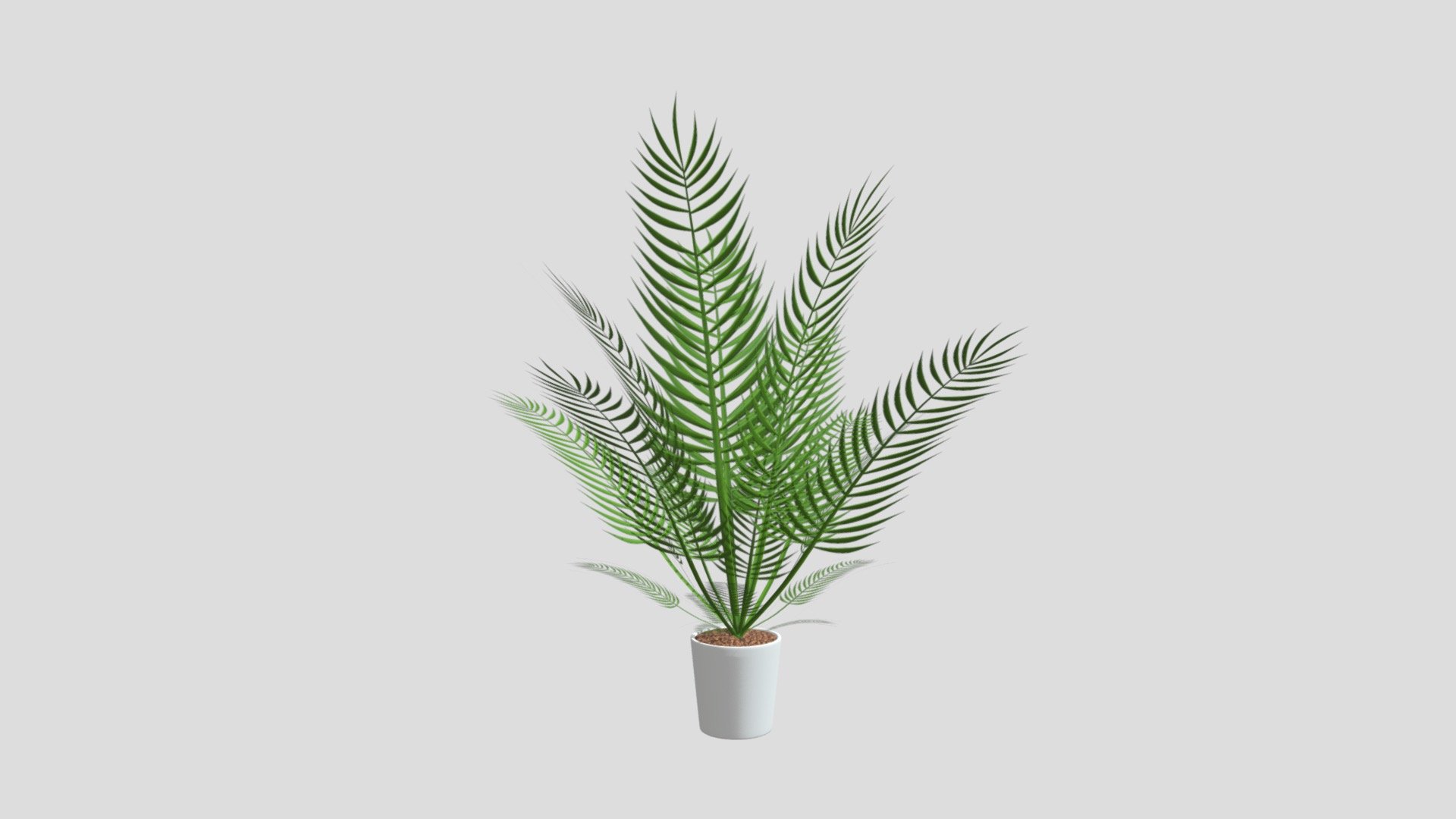 Palm Plant 3d model