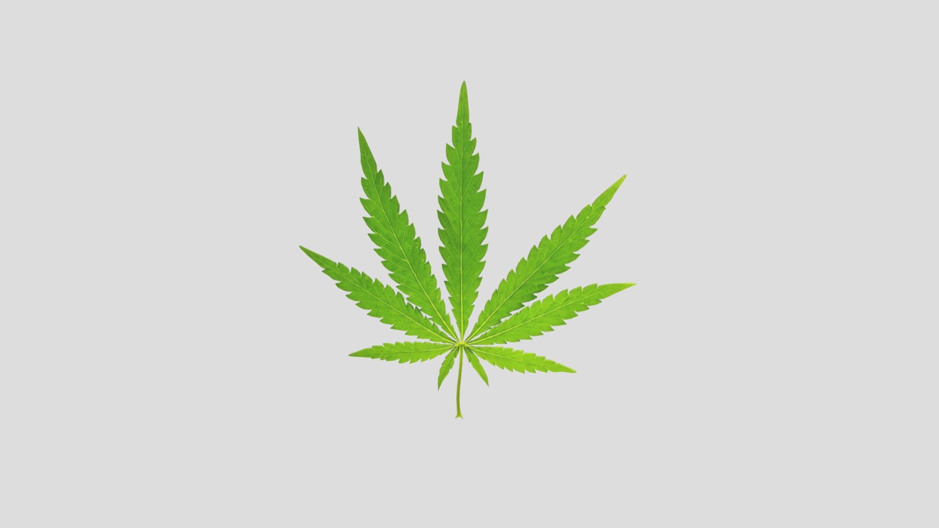 Cannabis Leaf Realistic 3d model