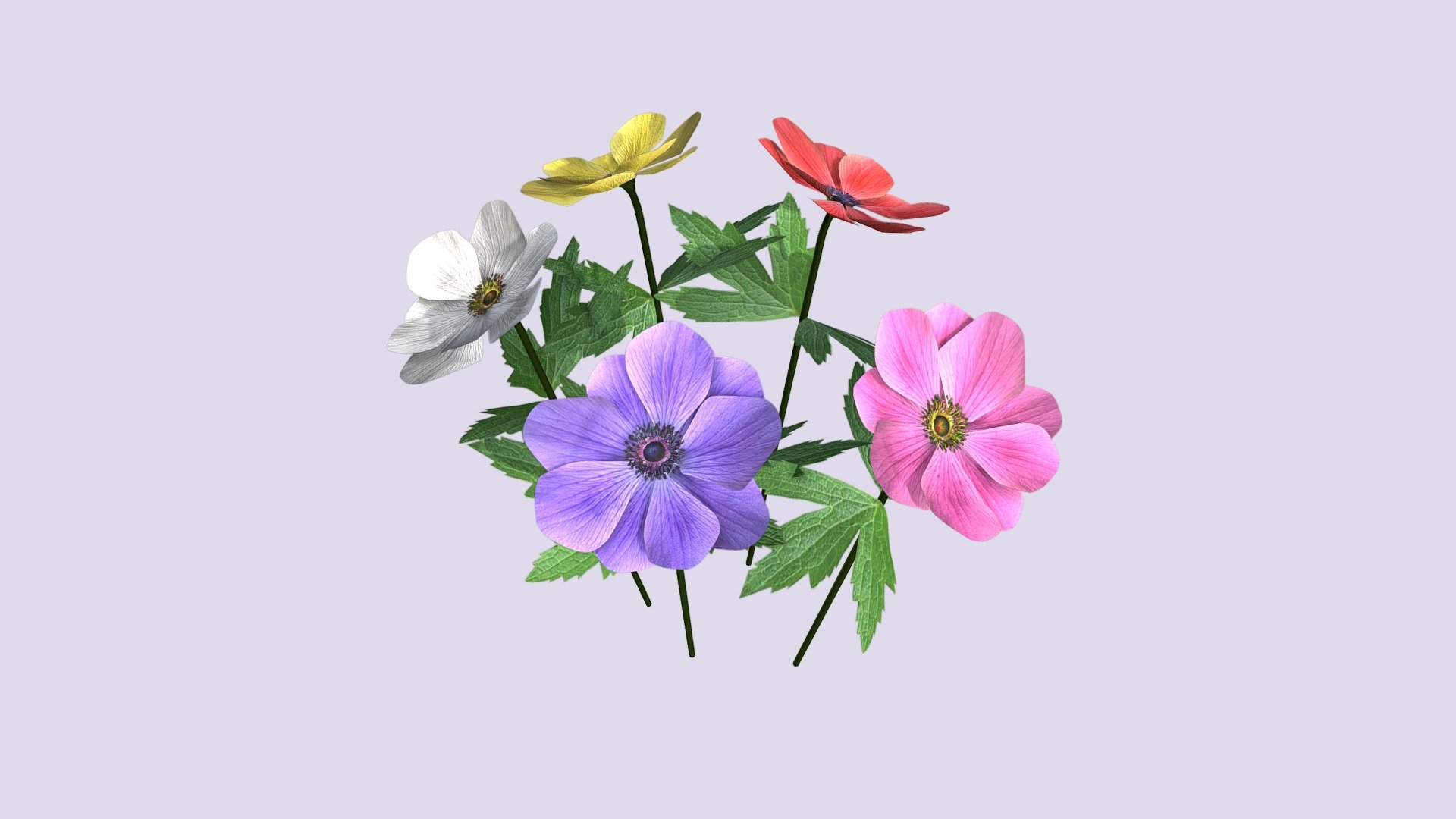 Anemone flower low poly 3d model