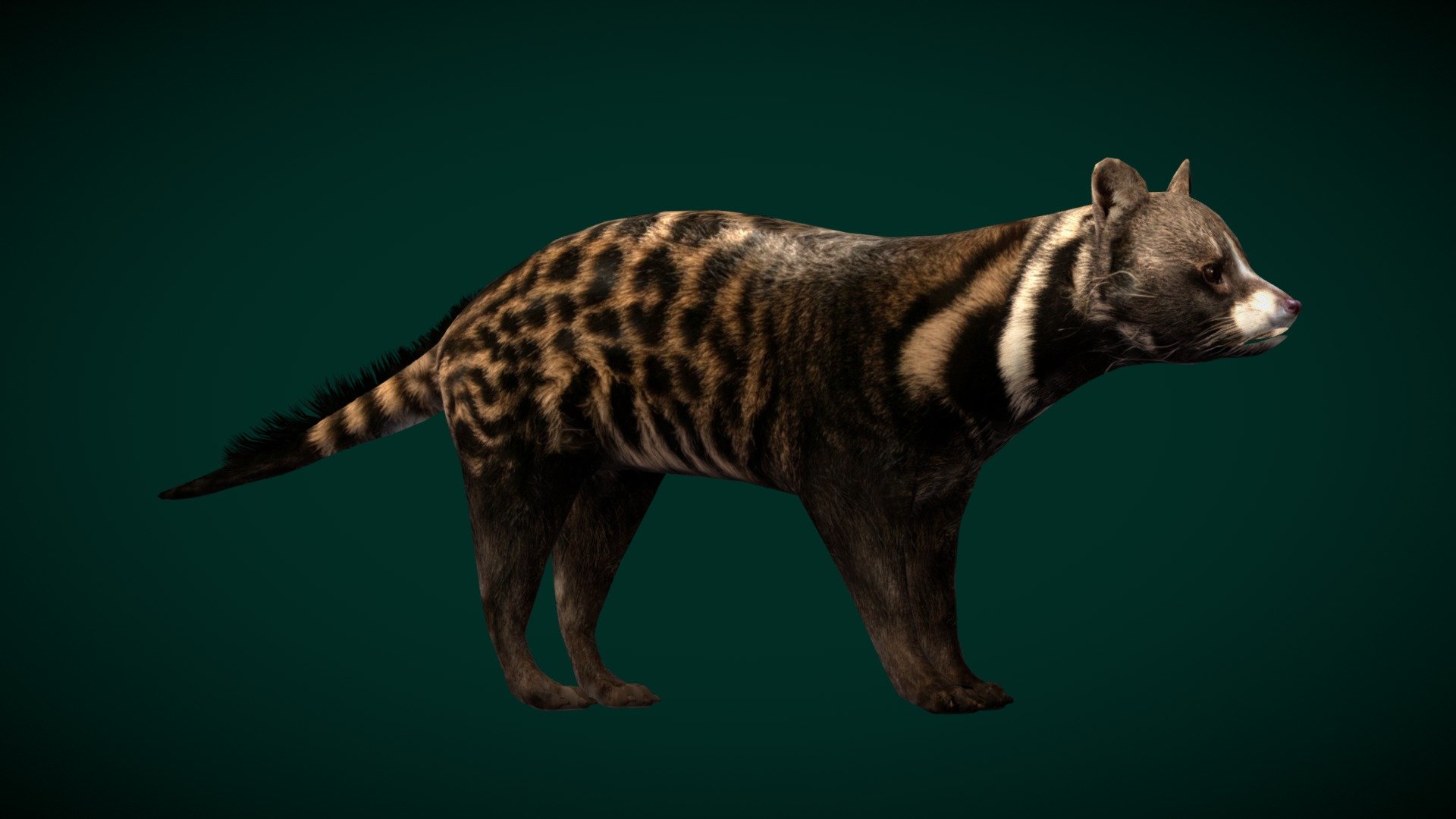 African Civet Animal (Lowpoly) 3d model