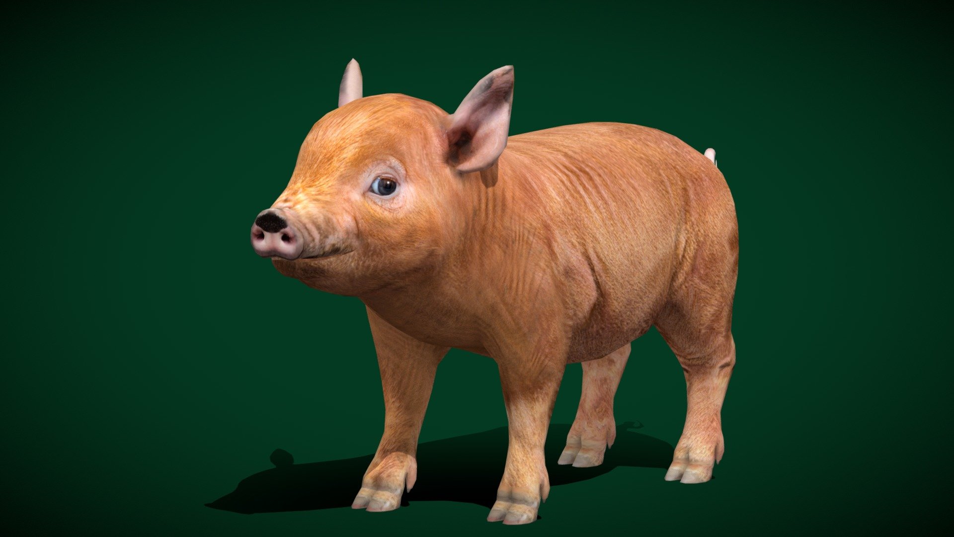 Miniature Pig Animal (Lowpoly) 3d model