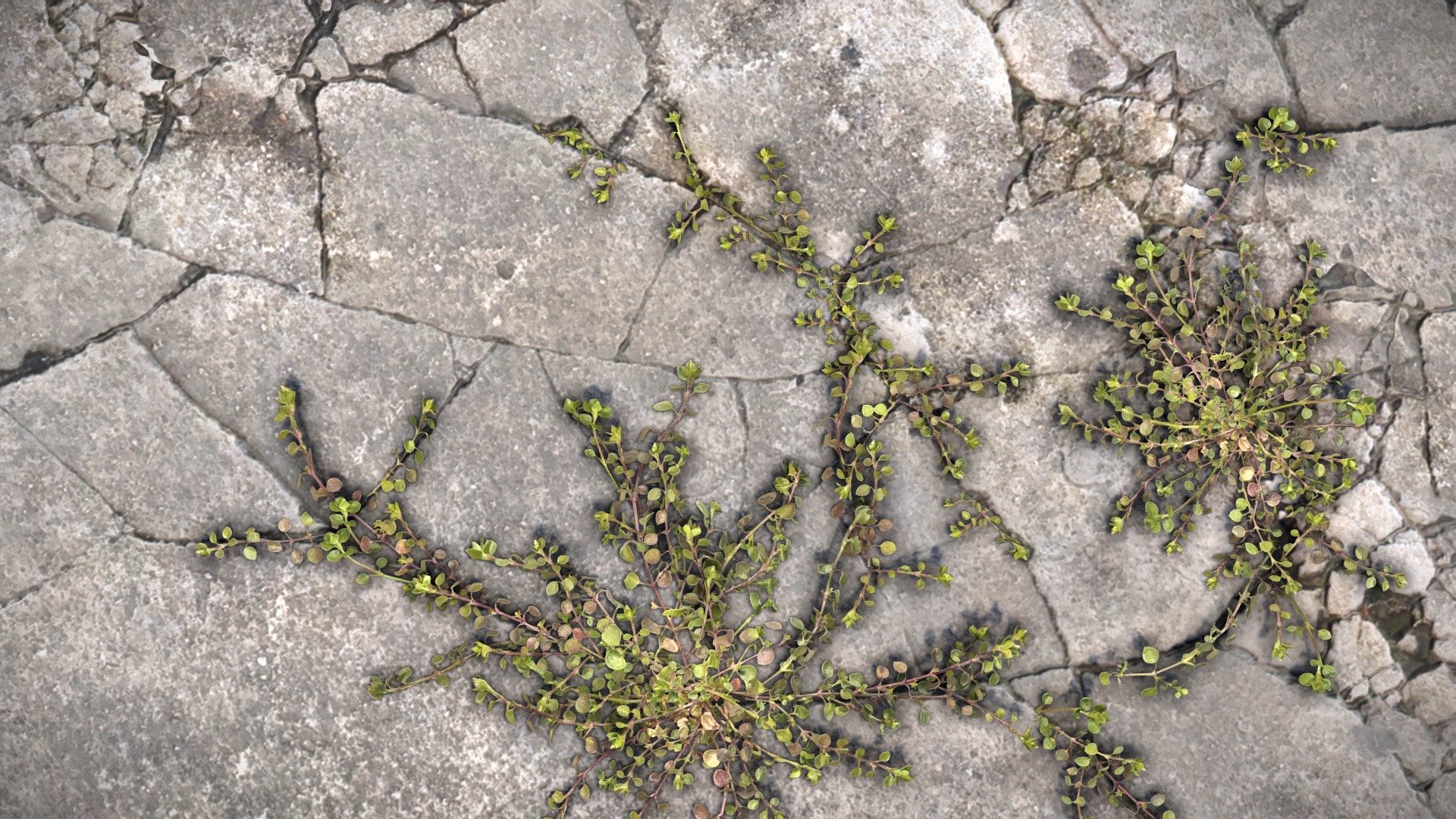 Purslane weed growing in cracked concrete 3d model