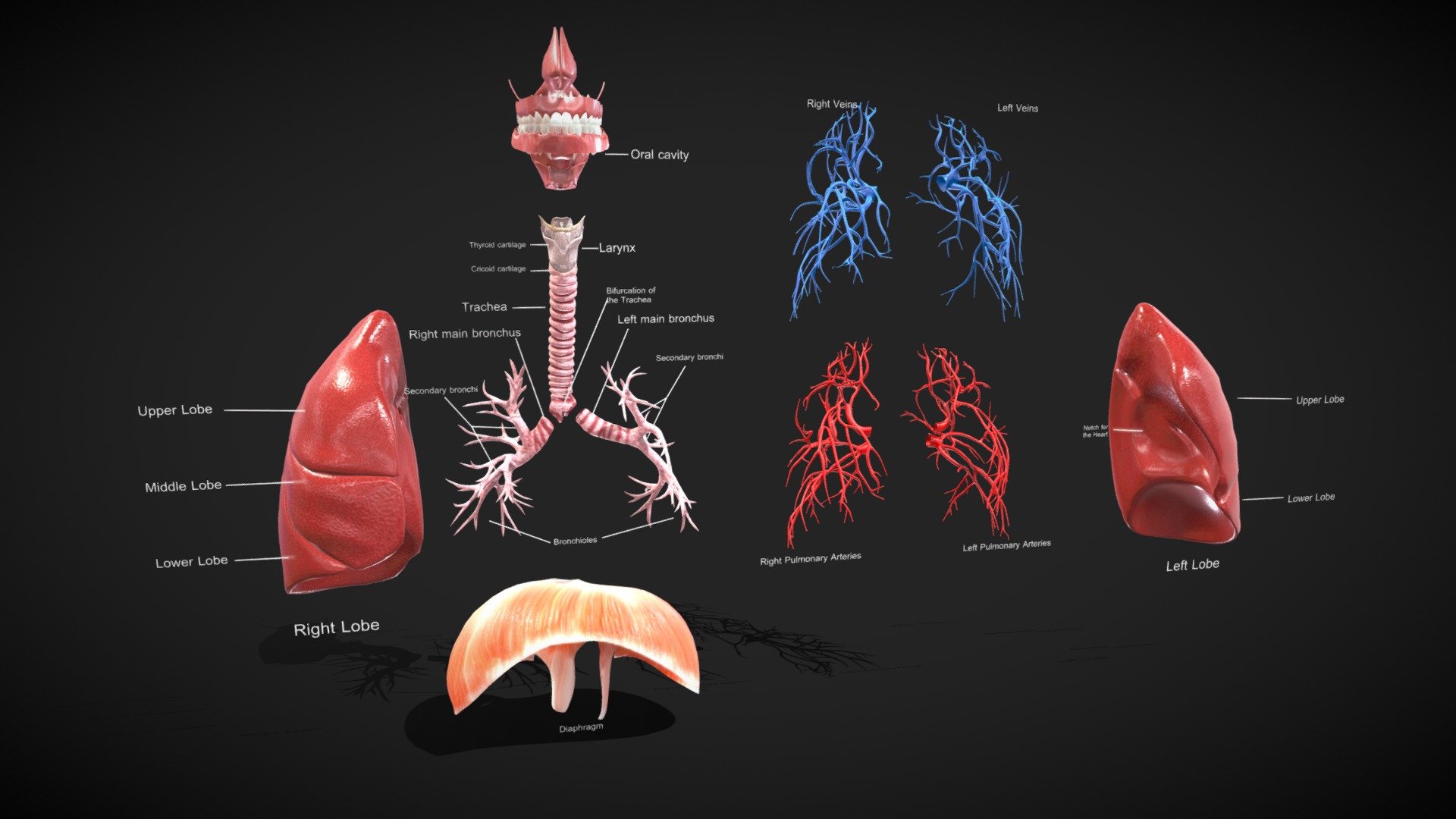 Respirator system Anatomy 3d model