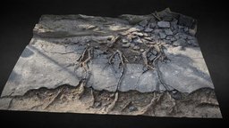 tree roots road asphalt photogrammetry