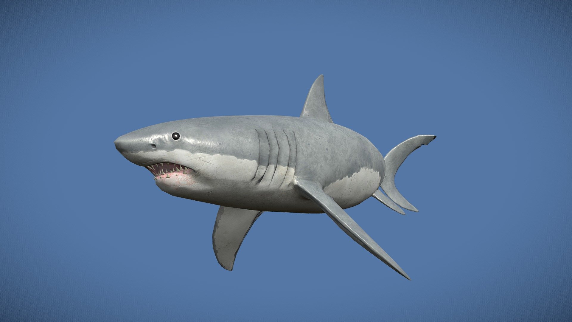 Great White Shark 3d model