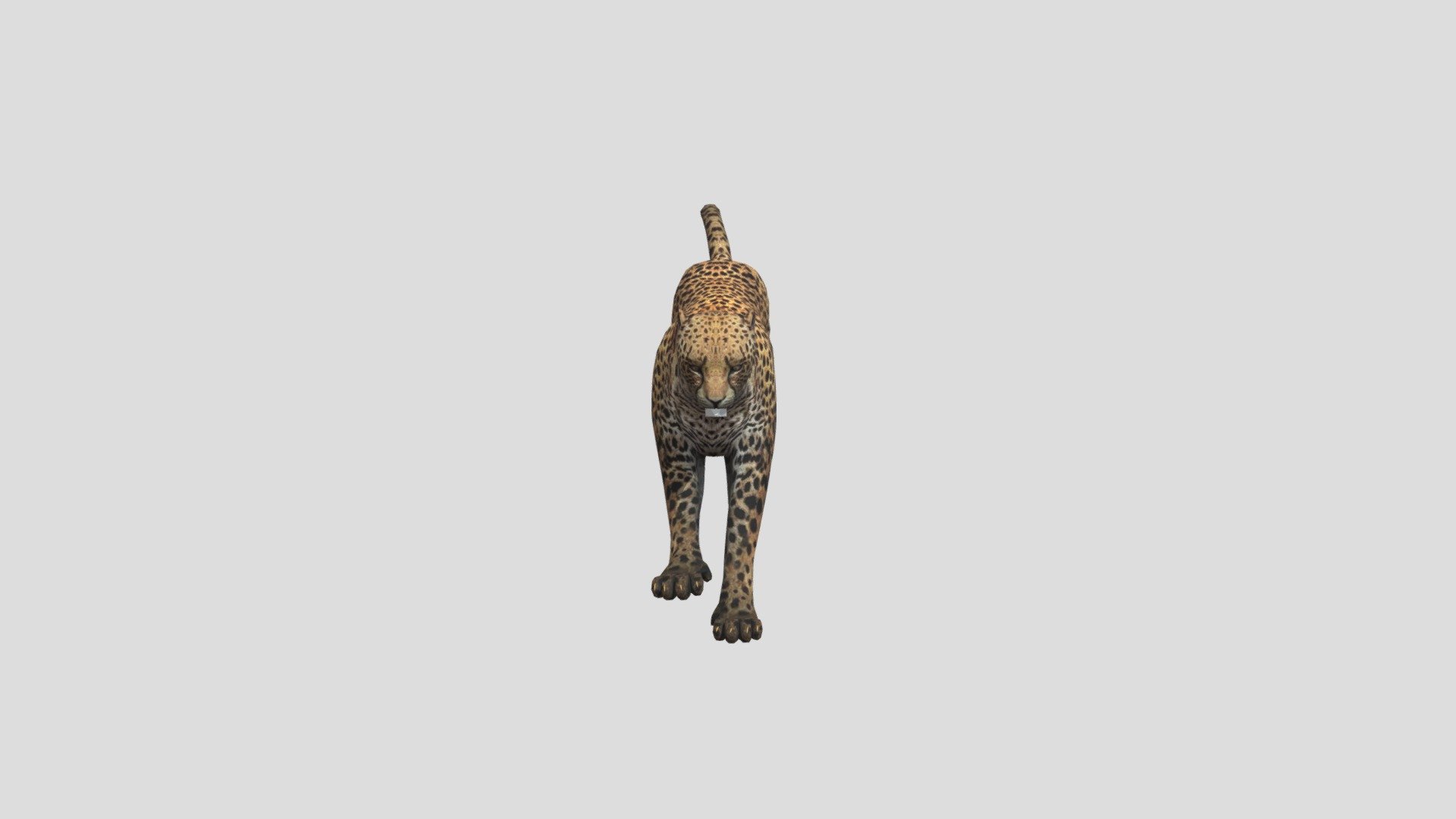 Cheetah Run 3d model