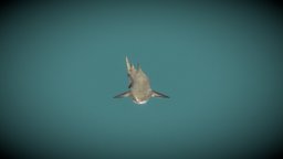 Low poly grey nurse shark