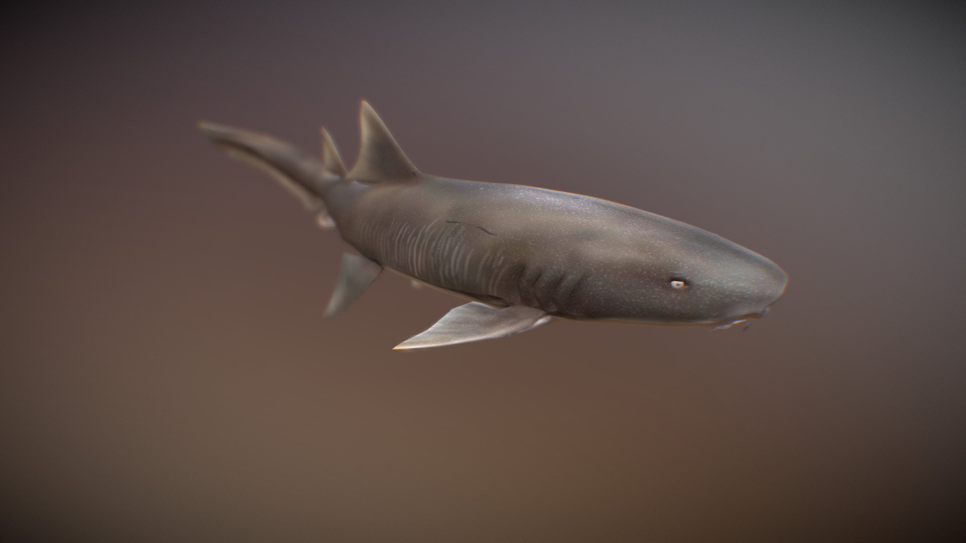 Ginglymostoma cirratum | Nurse shark 3d model