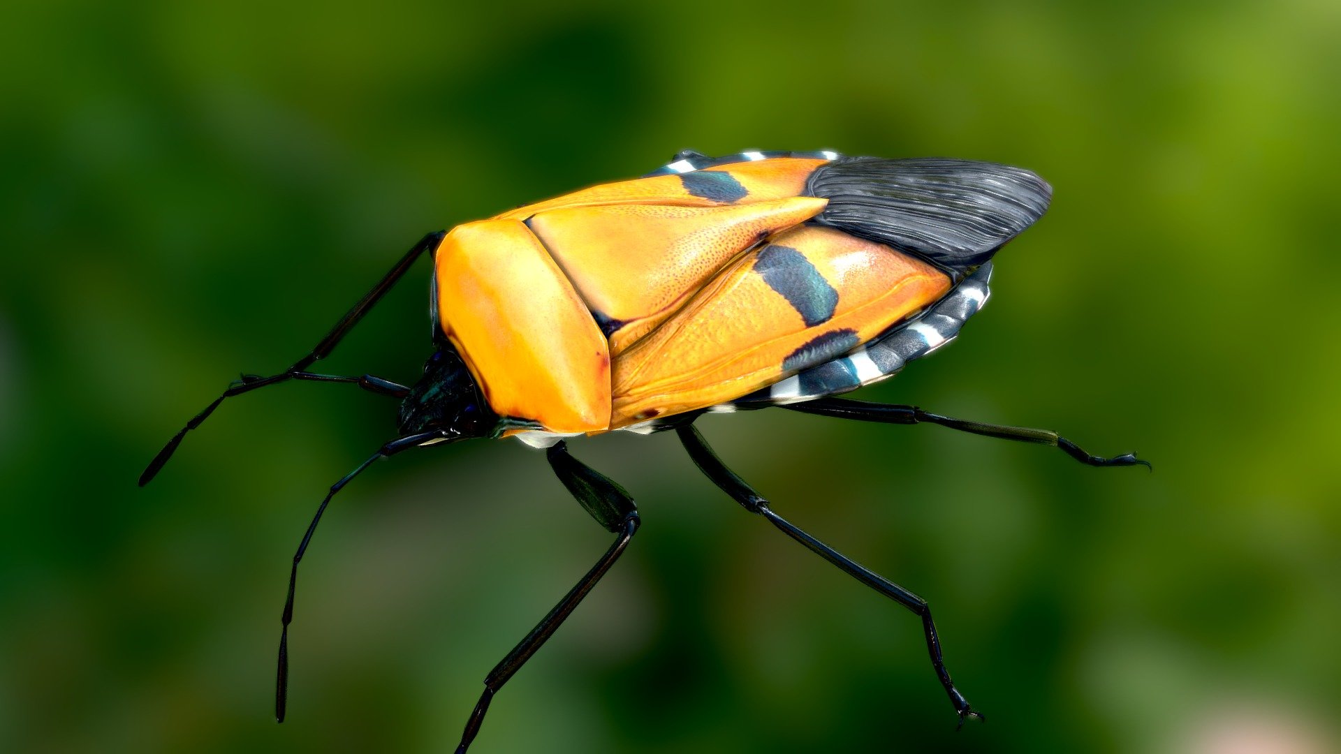 Catacanthus incarnatus -man-faced stink bug 3d model