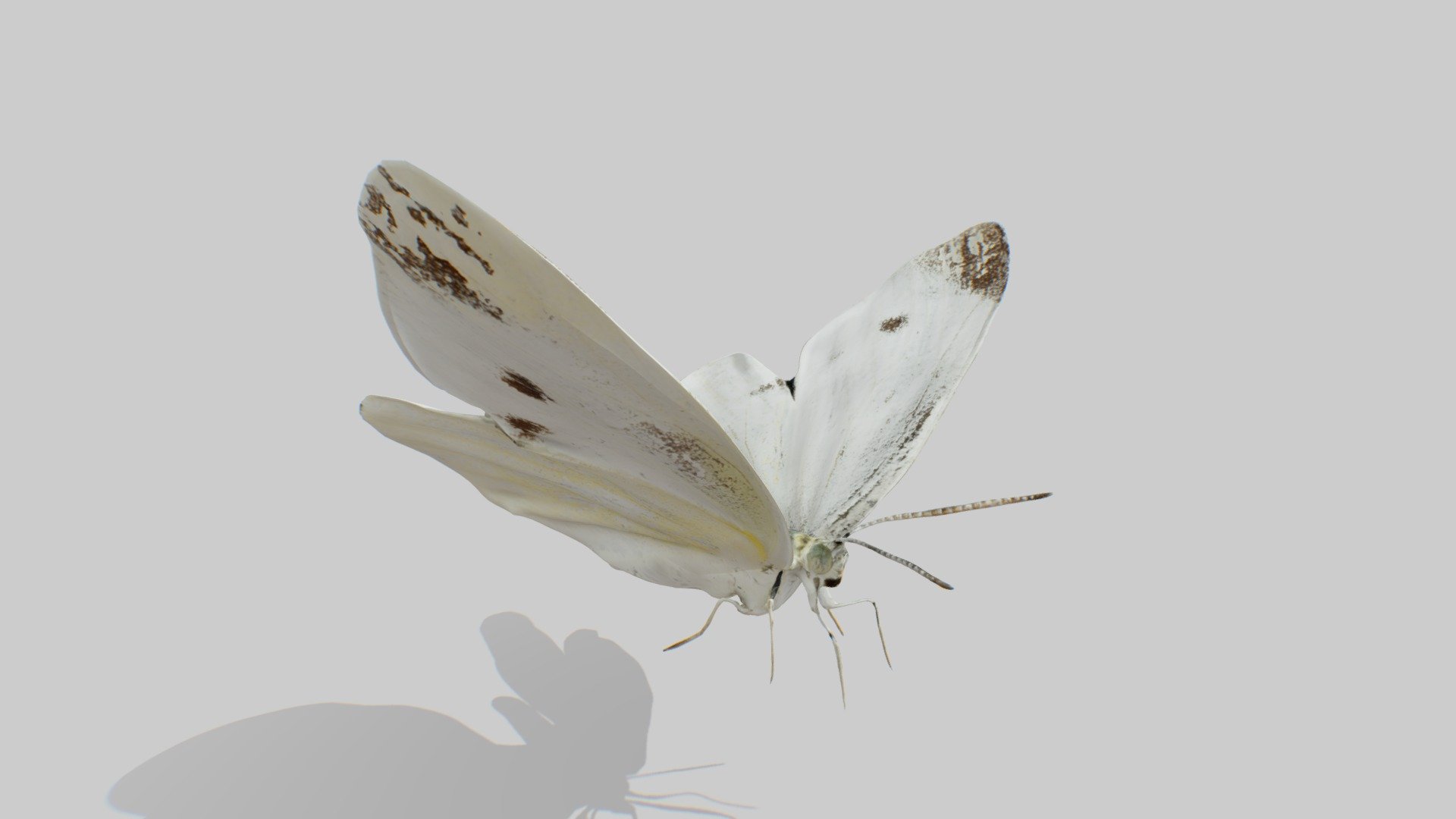 Butterfly 3 (JIP) 3d model