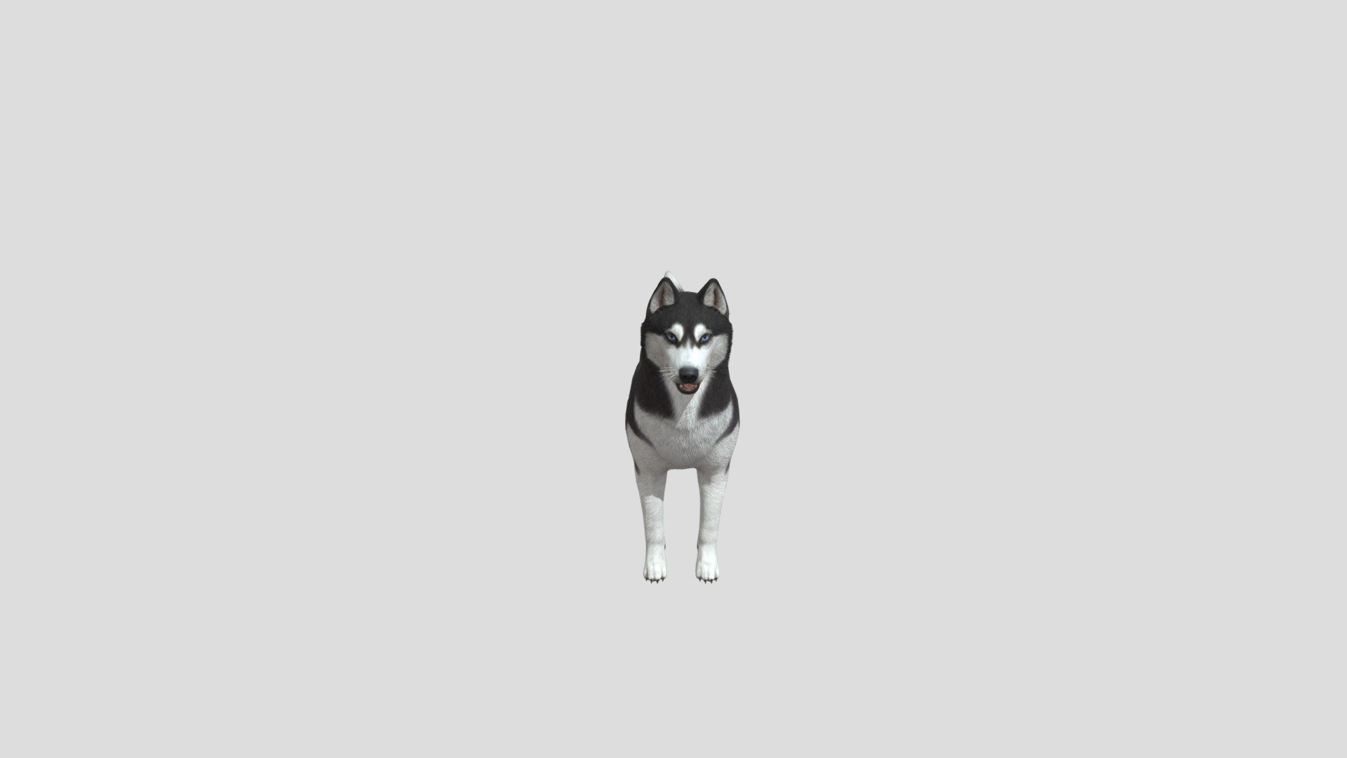 Dog husky 3d model