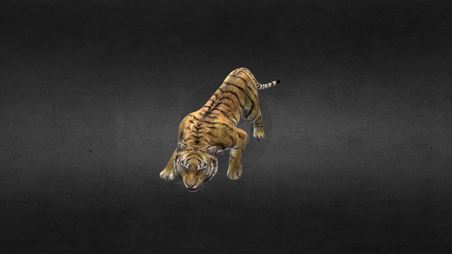 Tiger 3d model