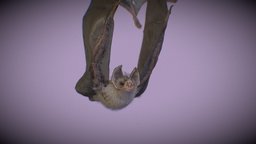 Common vampire bat (Desmodus rotundus)