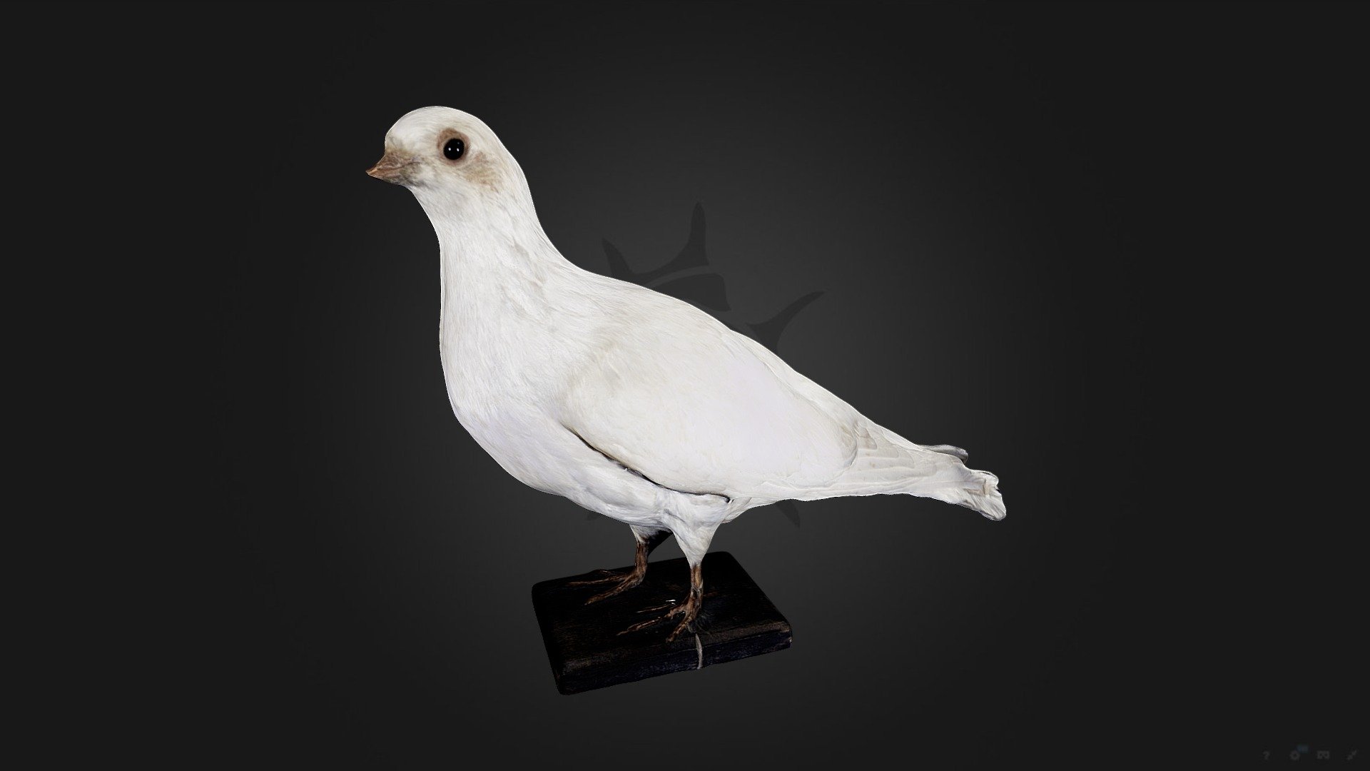 Голубь римский белый | Dove Roman white 3d model