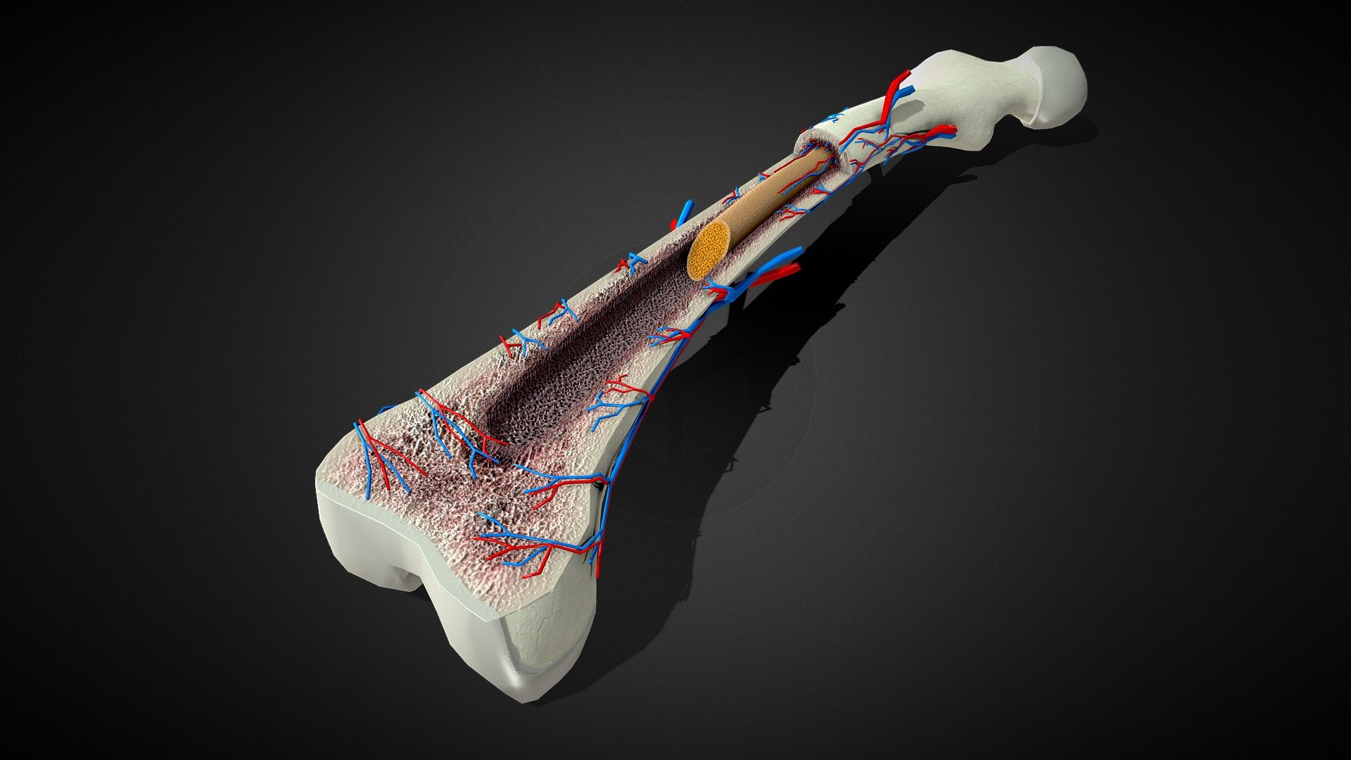 3D Bone Anatomy 3d model