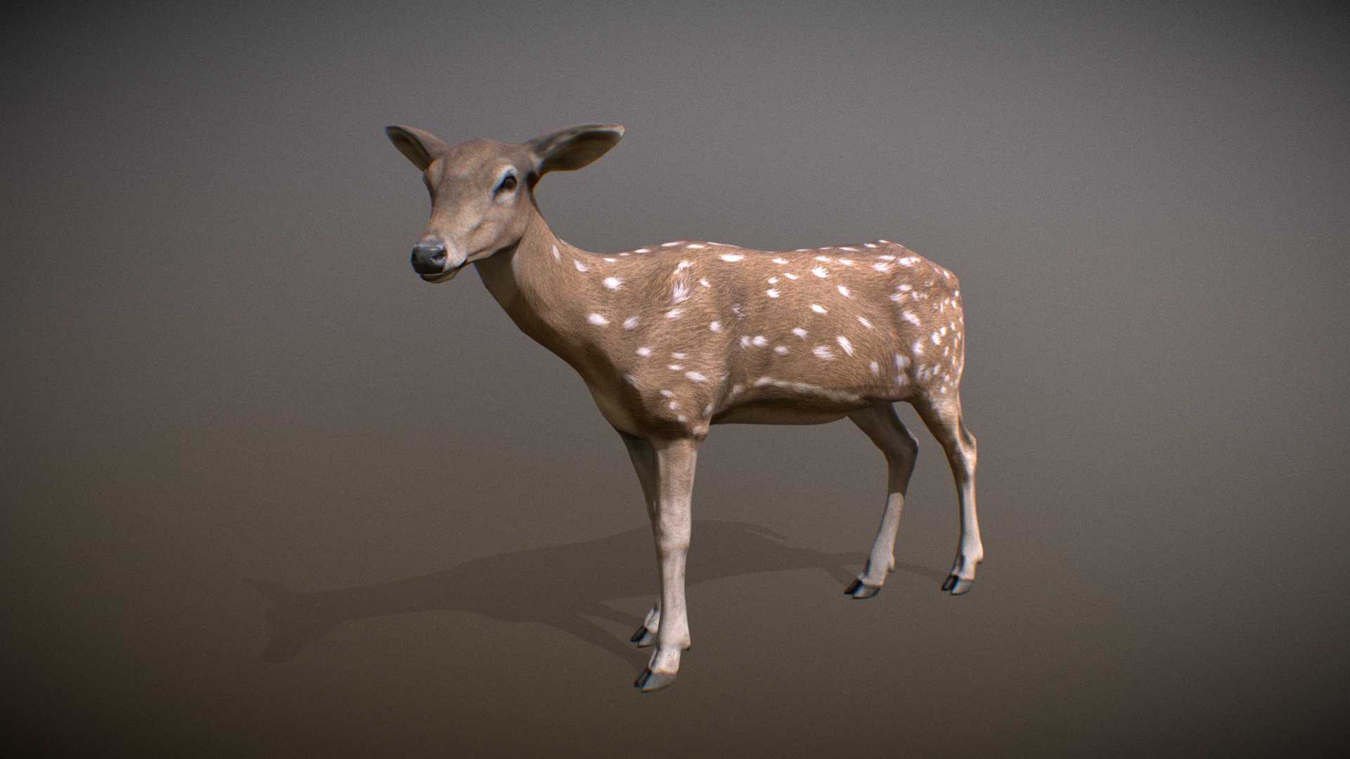 Animalia 3d model