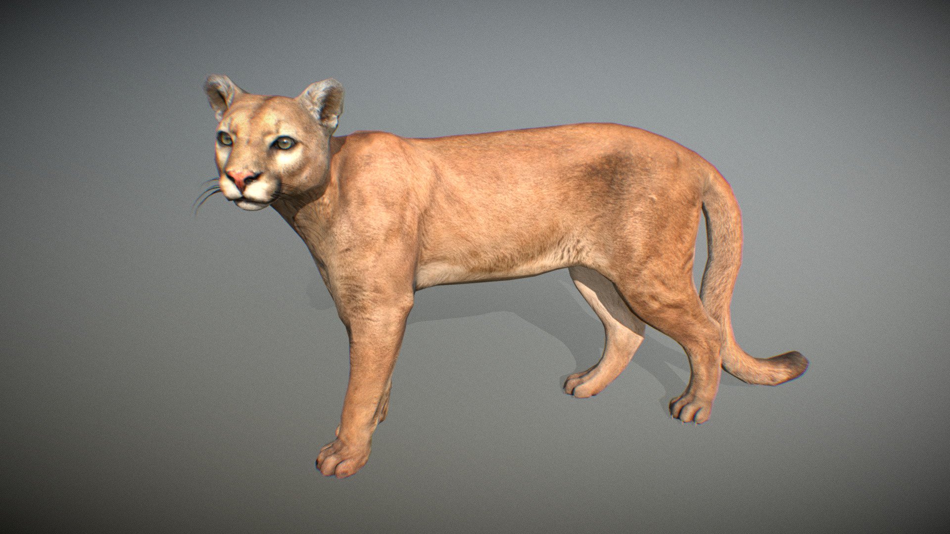 Animalia 3d model