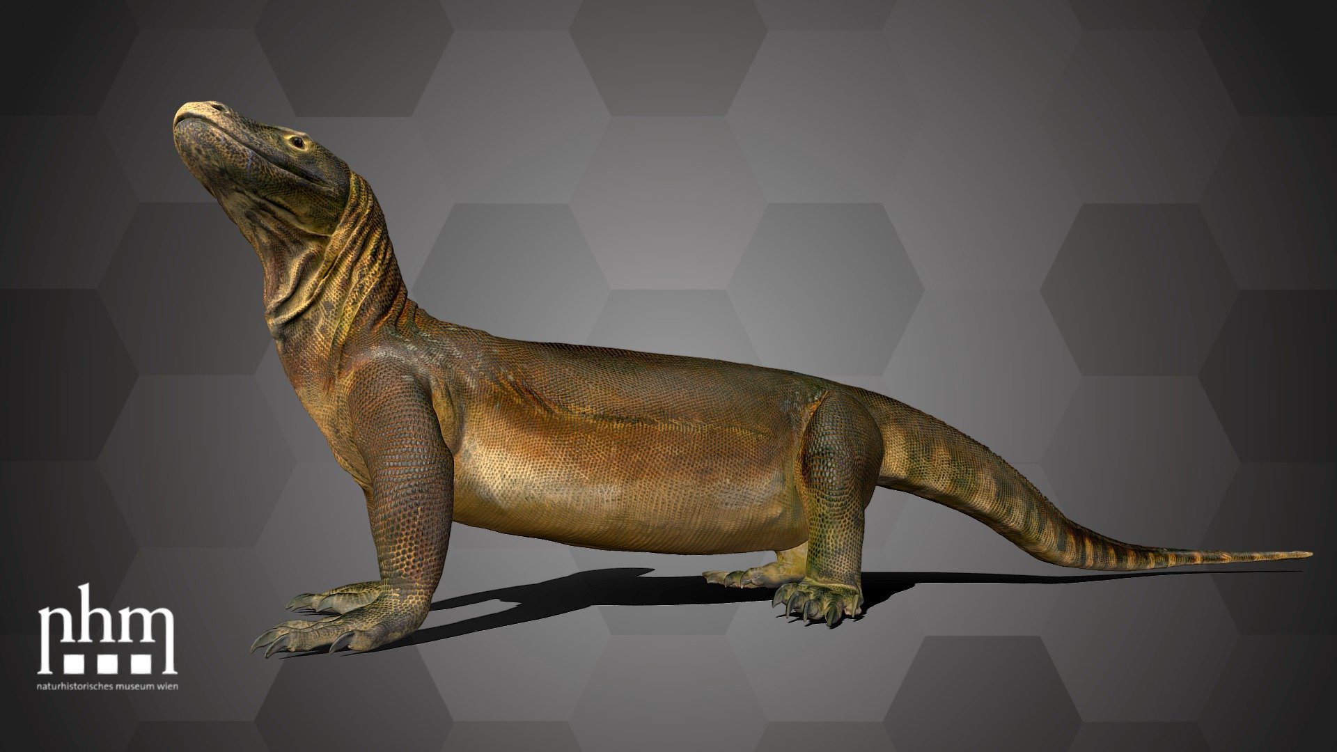 Komodo Dragon (NHMW-Zoo1-HS 23783) 3d model