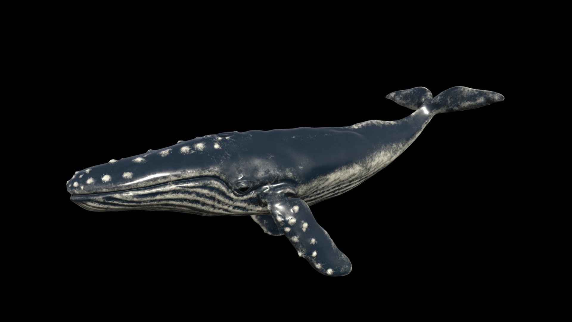 Humpback Whale(Animation) 3d model