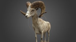 NSMT-M32177 Argali　アルガリ　Taxidermy