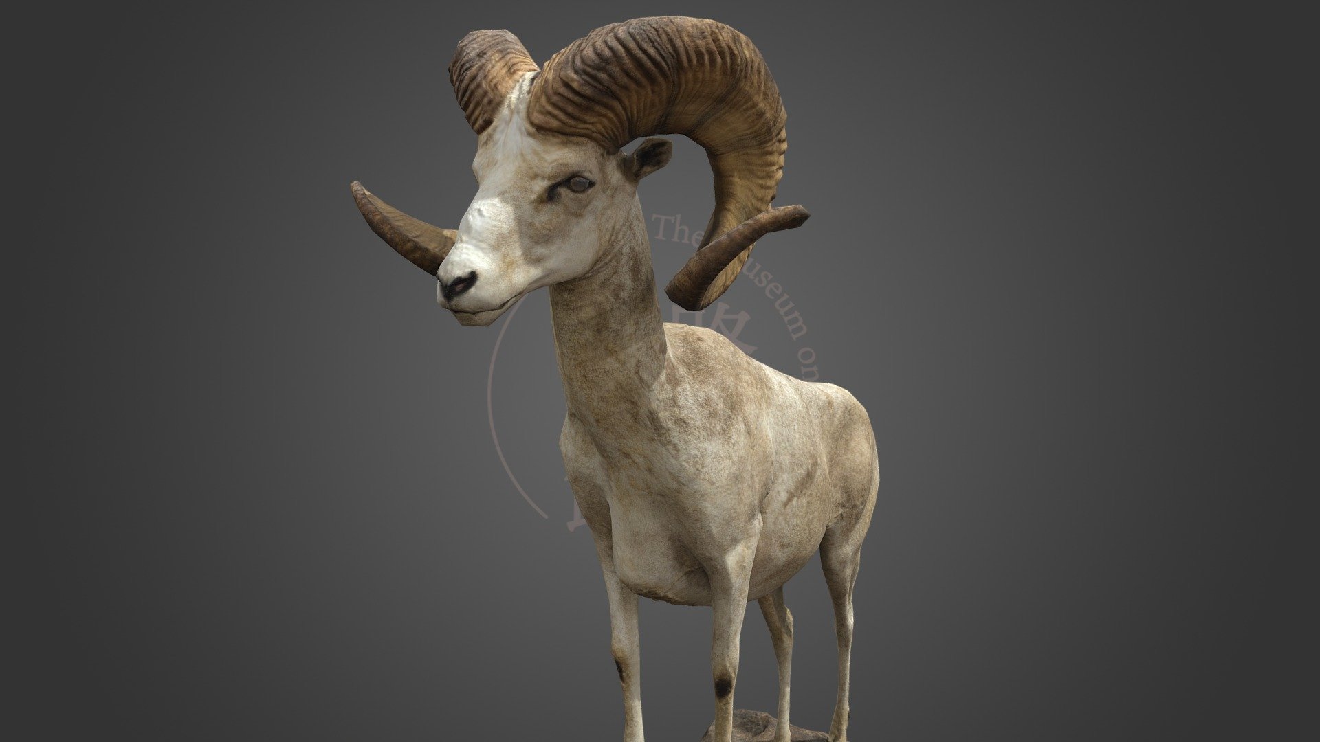 NSMT-M32177 Argali　アルガリ　Taxidermy 3d model