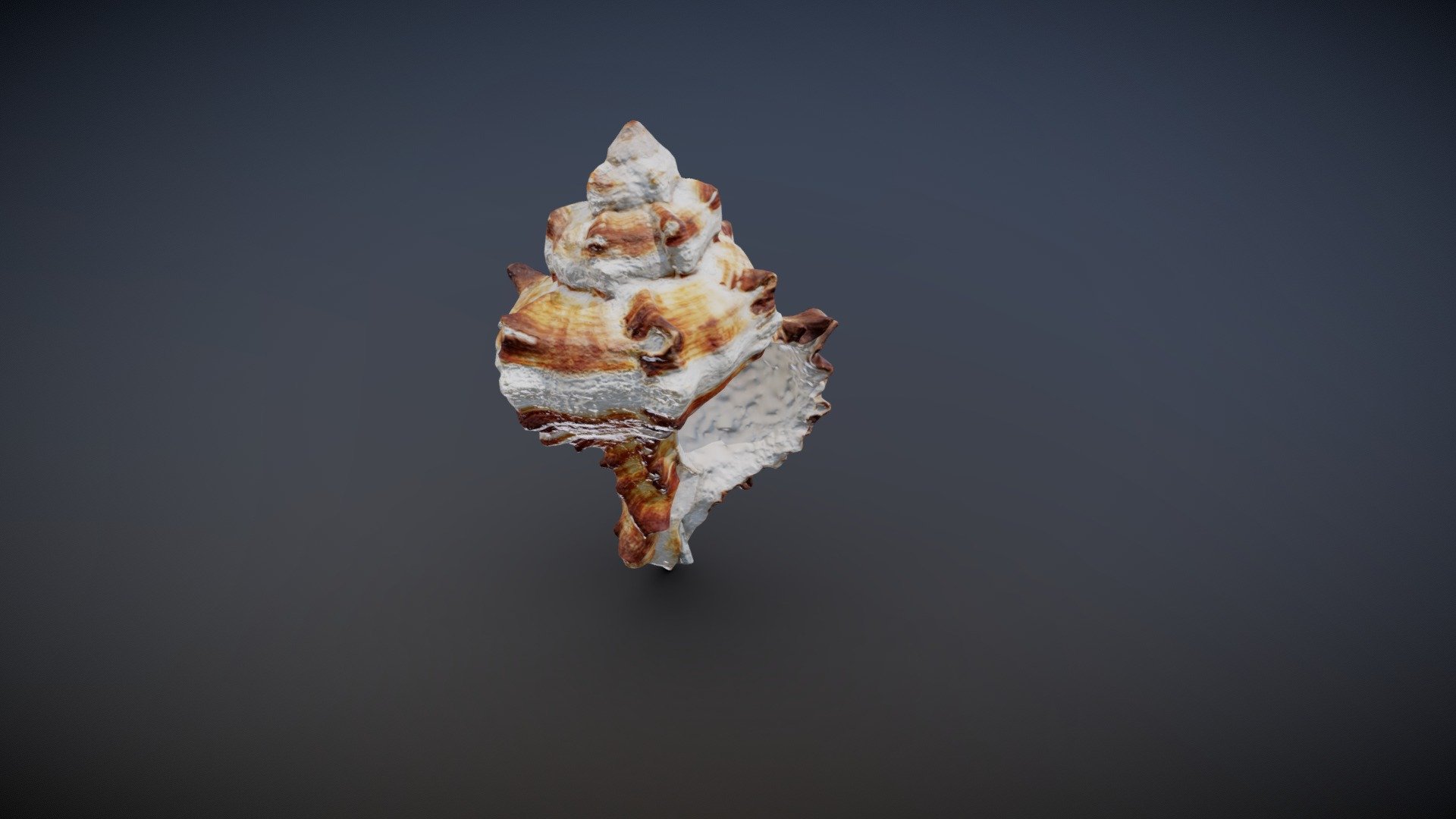 Shell photoscan 3d model