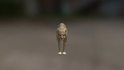 Cheetah High Poly