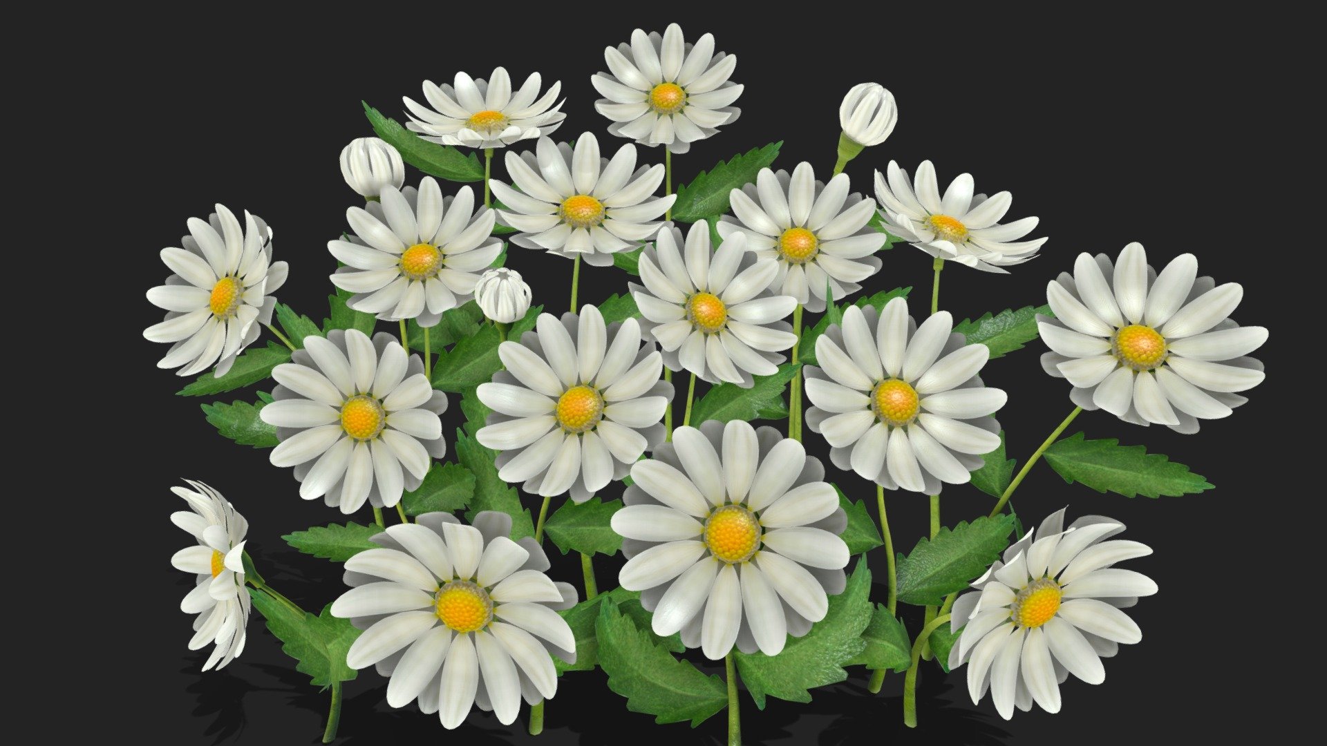 daisy flower 3d model