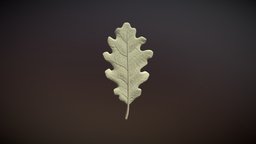 Oak Leaf