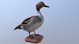 Northern Pintail