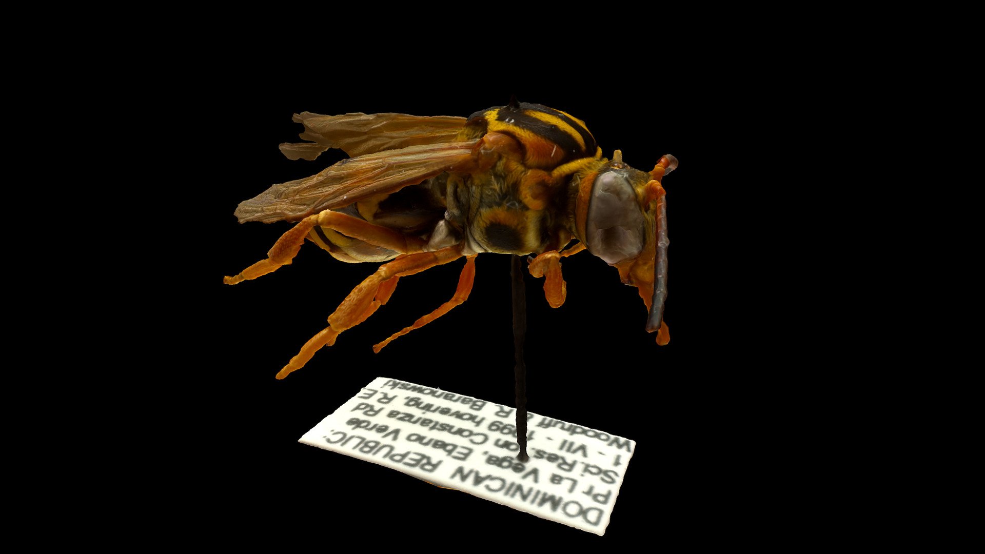 Cuckoo Bee, Triepeolus 3d model