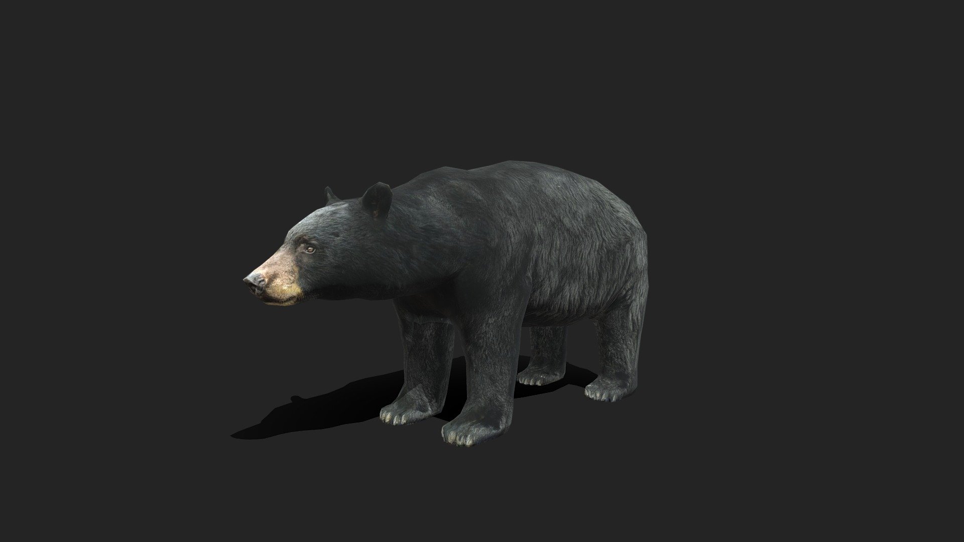 Low Poly American Black Bear 3d model