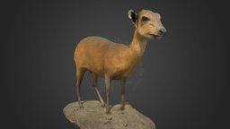 ダイカー Black-fronted Duiker_Taxidermy(NSMT-M32047)