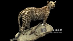 NSMT-M_32381_Leopard_(Taxidemy)