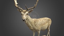 NSMT-M32070_Fallow Deer_ダマジカ_Taxidermy