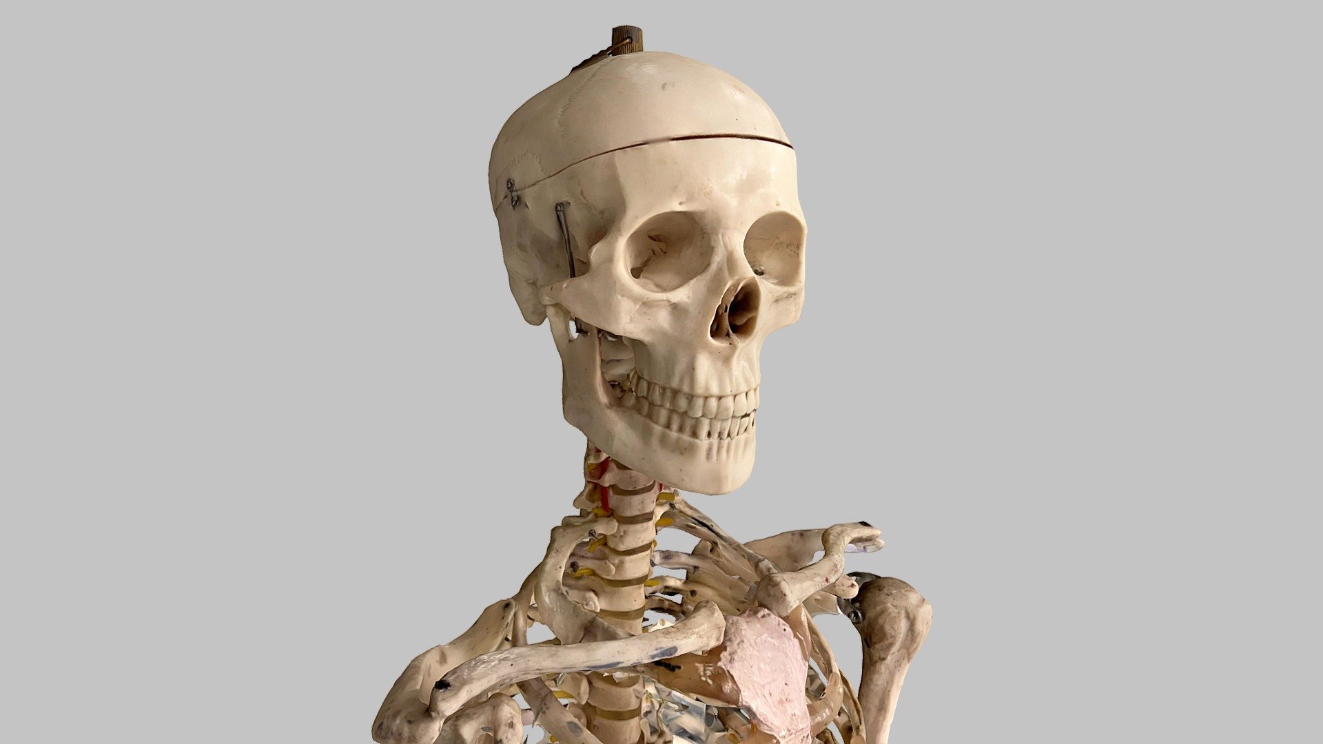 Skeleton-top 3d model