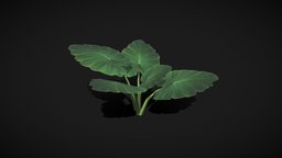 Elephant Ear Plant