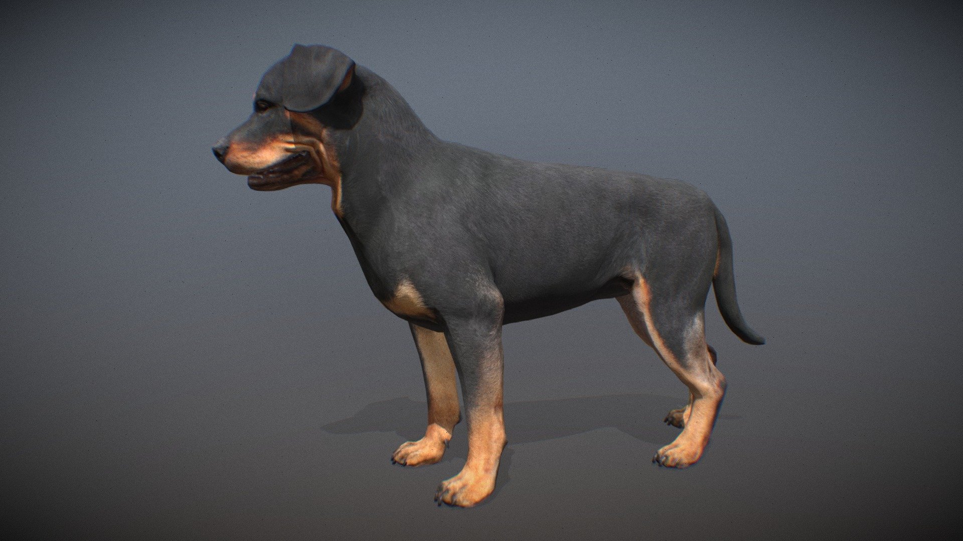 Animalia 3d model