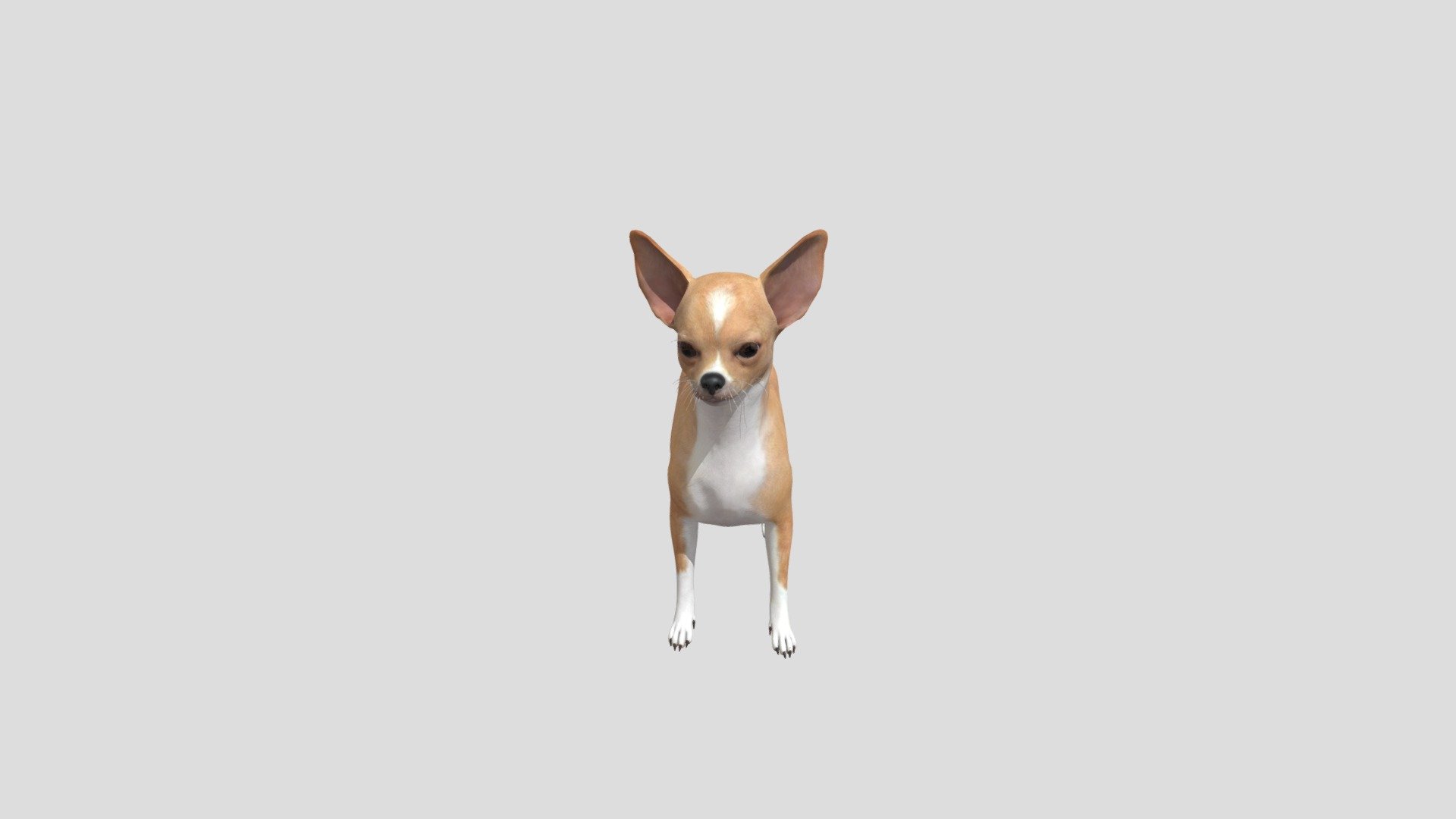 Dog Chihuahua 3d model