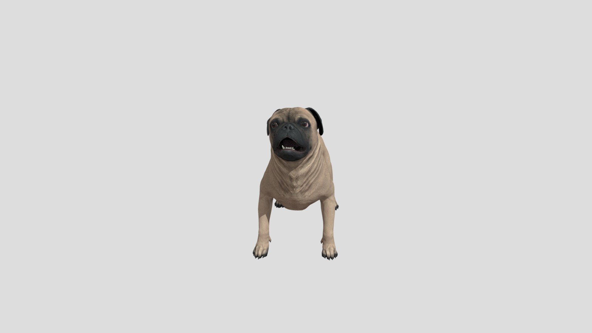 Dog Carlin Pug Puggy 3d model