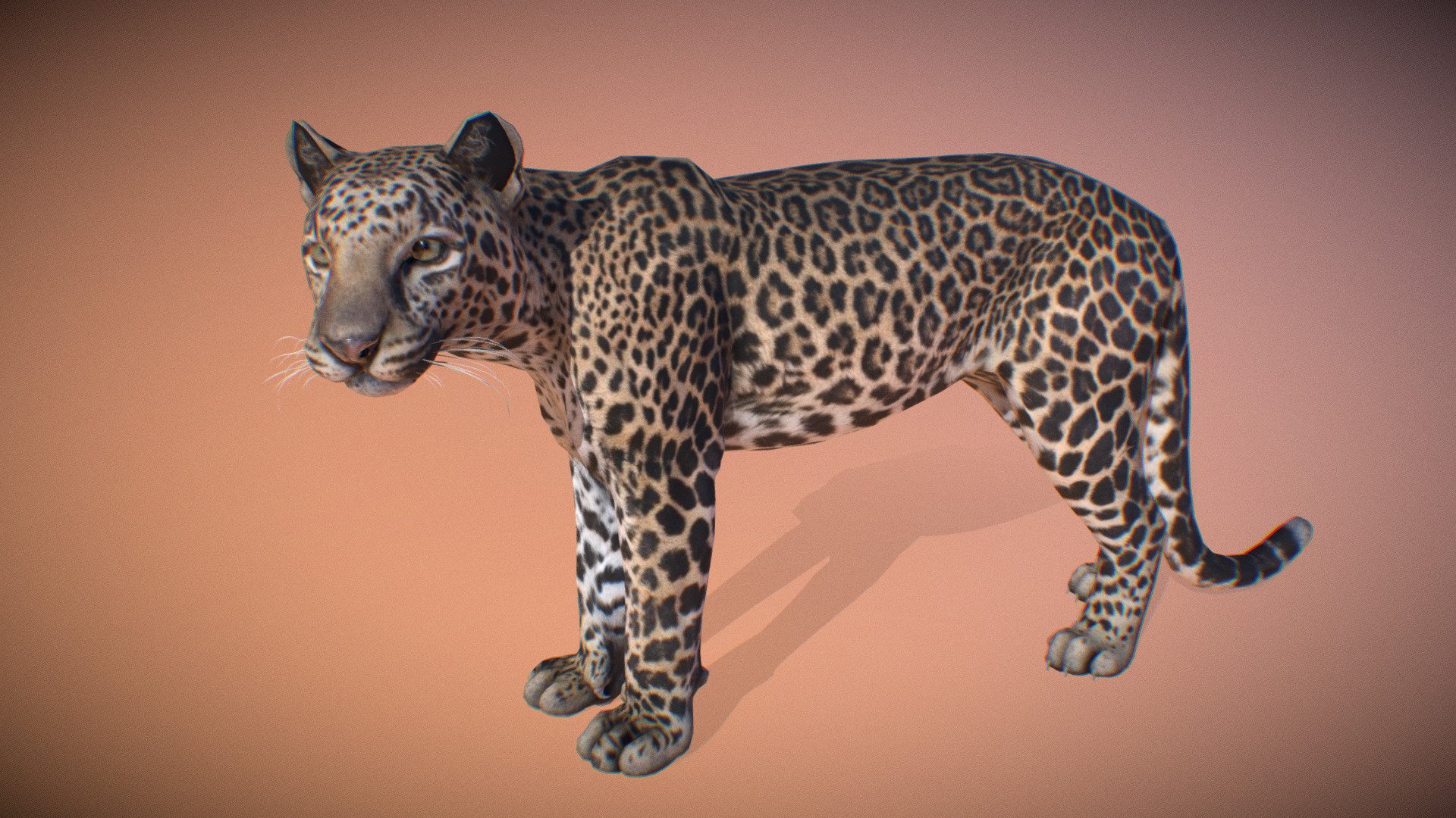 Animalia 3d model