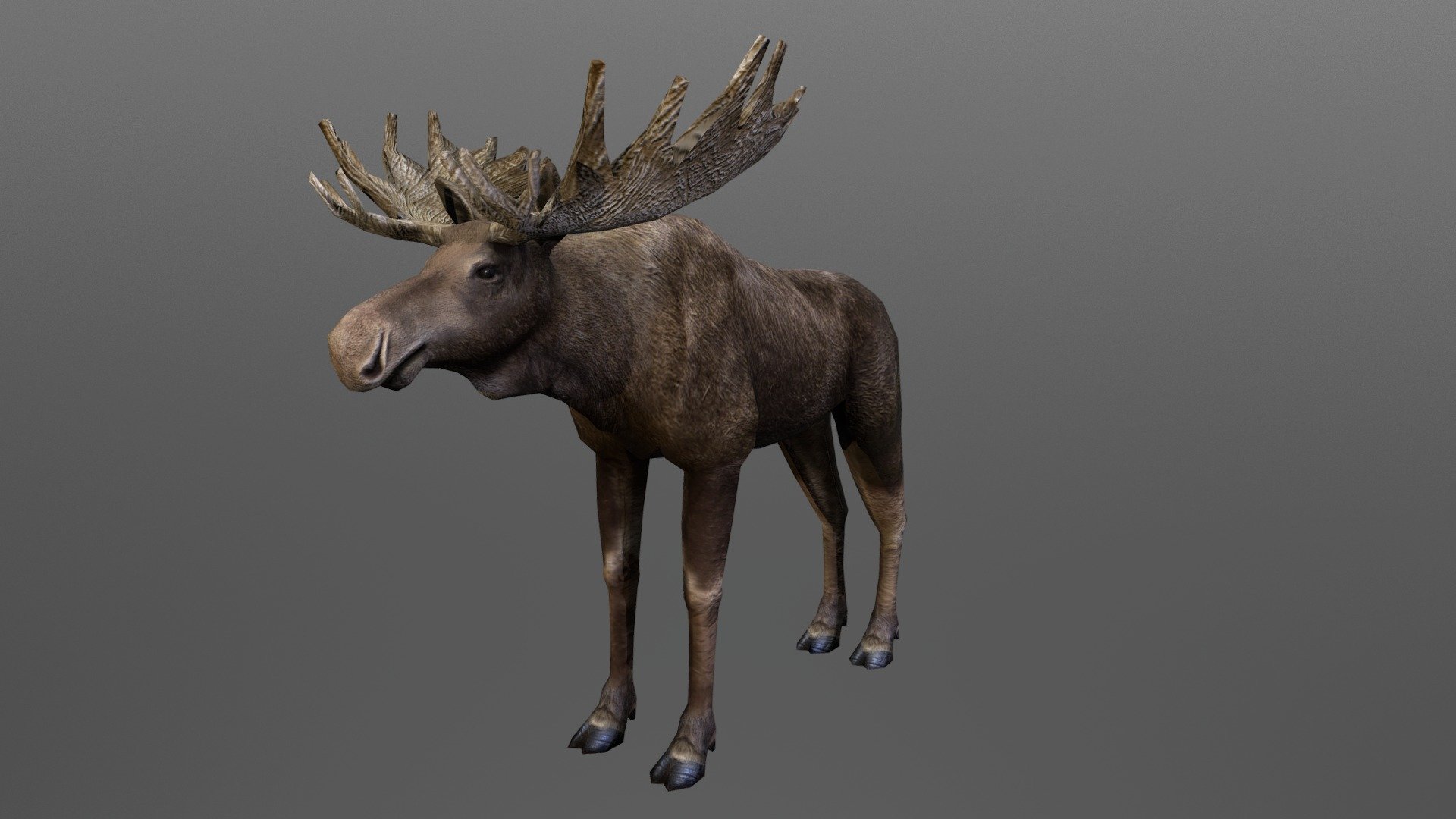 Moose Big Male 3d model